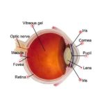 schema dell'occhio con dettaglio sulla macula